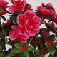 thumbnail image 5 of Ramo de flores artificiales de seda para decoración de interiores, mesas de jardín, patios, bodas, fiestas y Navidad., 5 of 8