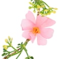 thumbnail image 3 of AURARMLET Floral Rosa Con Materiales De Poliéster Para Y, 3 of 7
