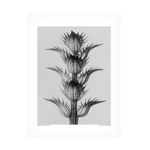 Trademark Fine Art Pictufy Acanthus mollis Canvas Wall Art