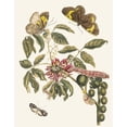 thumbnail image 2 of Maria Sibylla Merian 15x18 Gold Ornate Wood Frame and Double Matted Museum Art Print Titled - American Coronilla Arborescens (1705), 2 of 4