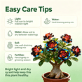 thumbnail image 4 of Desert Rose, Shade Plant for Gardens-Easy Grow-Low Maintenance-Ideal for Beds Borders, Plant Pots & Planters, 4 of 5