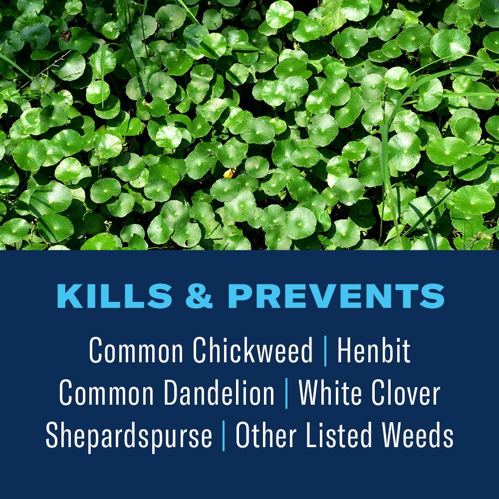 BioAdvanced 3-in-1 Weed & Feed for Southern Lawns Plus Insect Killer, 10lb, Granules