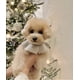 thumbnail image 3 of Suéter de punto suave con cuello de loto de cachemira para perro, ropa de lana para Navidad e invierno, 3 of 6