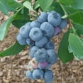 thumbnail image 2 of Titan Blueberry Bush Live Fruit Plant, 1 Gallon Potted, Deciduous-Liner, 2 of 6