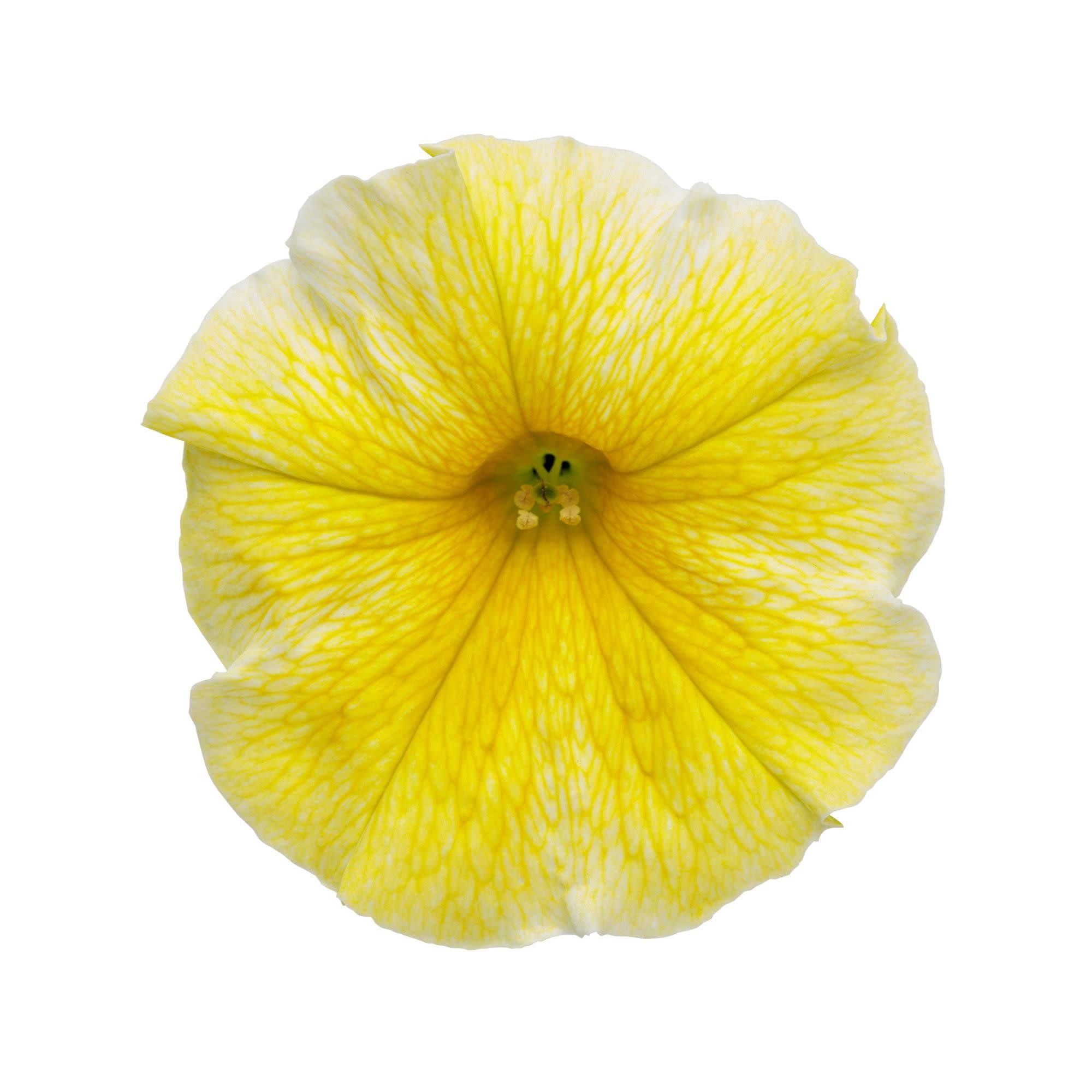 Proven Winners 4" Yellow Supertunia Saffron Finch Petunia Live Plant in 4.25" Pot (4 Count)