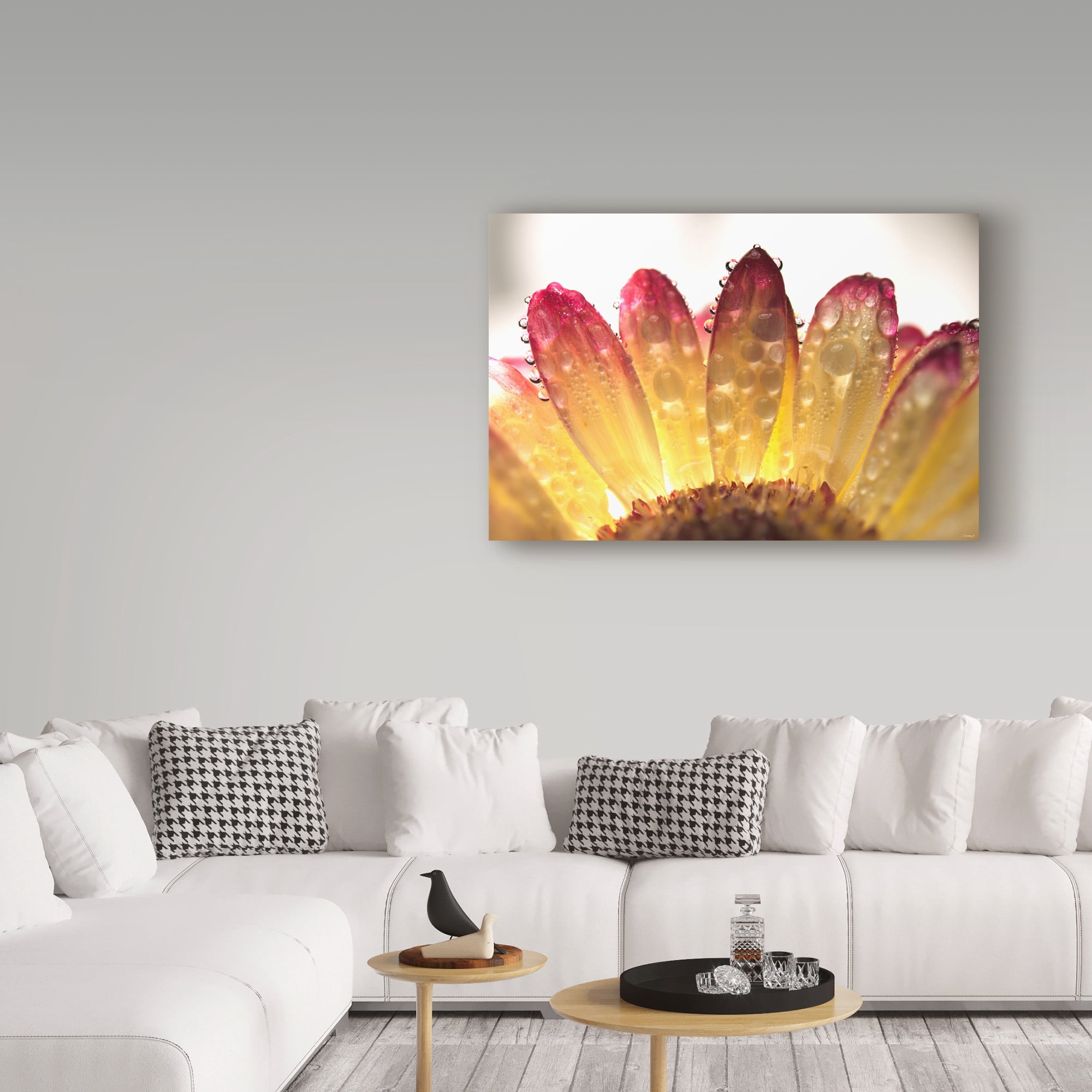 Trademark Fine Art 'Gerbera Daisy And Water' Canvas Art by Gordon Semmens