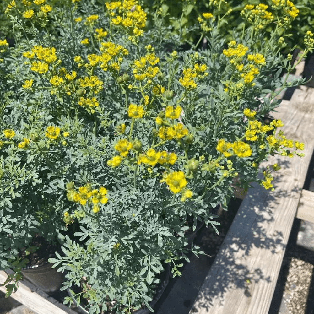Rue Herb Common Rue Ruta Graveolens 1 gal Pot Live Plant