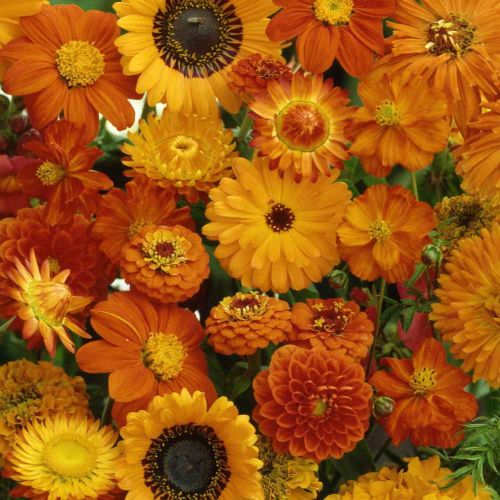 Outsidepride Orange Wild Flower Seed Mix 10000 Seeds