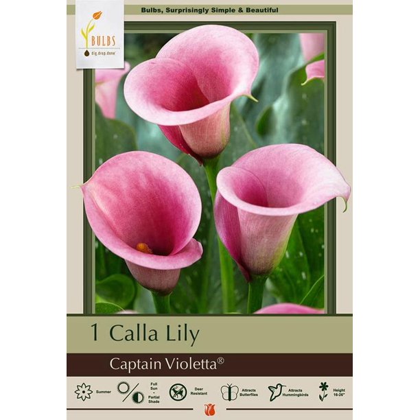 Captain Violetta Calla Lily Bulb Zantedeschia 14/16 cm Lavender