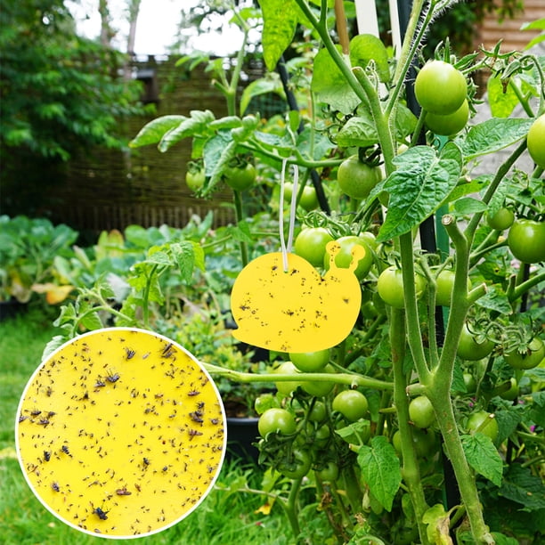 Trampas Adhesivas Amarillas Para Moscas De Frutas, Trampas Para Mosquitos De Hongos Naturales Seguras, Adhesivo Fuerte, Atrapamoscas Impermeables Para Moscas De Frutas Muyoka Hogar