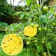thumbnail image 1 of Trampas Adhesivas Amarillas Para Moscas De Frutas, Trampas Para Mosquitos De Hongos Naturales Seguras, Adhesivo Fuerte, Atrapamoscas Impermeables Para Moscas De Frutas Muyoka Hogar, 1 of 7
