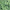 Chartreuse Pepper, variant on Zoom U-Tale 6'' Cotton Candy/Chart 20pk
