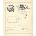 thumbnail image 2 of Skull, Tooth And Fanciful Illustration Of Aa Poster Print By ® Florilegius Mary Evans (24 X 36), 2 of 4
