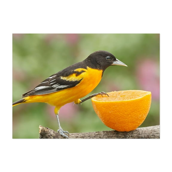 Male Baltimore Oriole investigating an orange - Photography Bird Wildlife Nature Fruit Animal Summer Scenic Unframed Wall Art Print 4 x 6 inches
