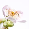 thumbnail image 3 of Durnberger, Sonja 20x20 Black Modern Framed Museum Art Print Titled - Rubus sectio Rubus, 3 of 5