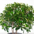 thumbnail image 4 of Southern Living Bigfoot Cleyera Live Shrub in 3-Gallon Grower Pot, 4 of 10