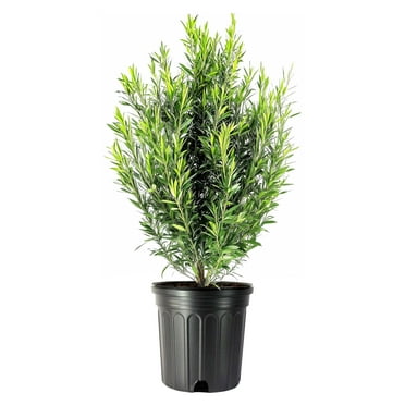 Podocarpus Macrophyllus  2 Extra Large 3 Gallon Plants  Japanese Yew  Low Maintenance Live Evergreen Privacy Hedge Shrub