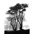 thumbnail image 2 of Vovsi, Samuel 12x14 Black Ornate Wood Framed with Double Matting Museum Art Print Titled - California Pines in Fog, 2 of 4