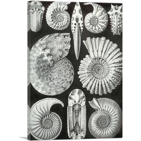 ARTCANVAS Ammonites Sea Shells Canvas Art Print by Ernst Haeckel - Size: 18" x 12" (1.50" Deep)