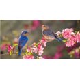 thumbnail image 2 of Plaque d'Immatriculation Photo Oiseaux Bleus Assis sur une Branche, 2 of 2