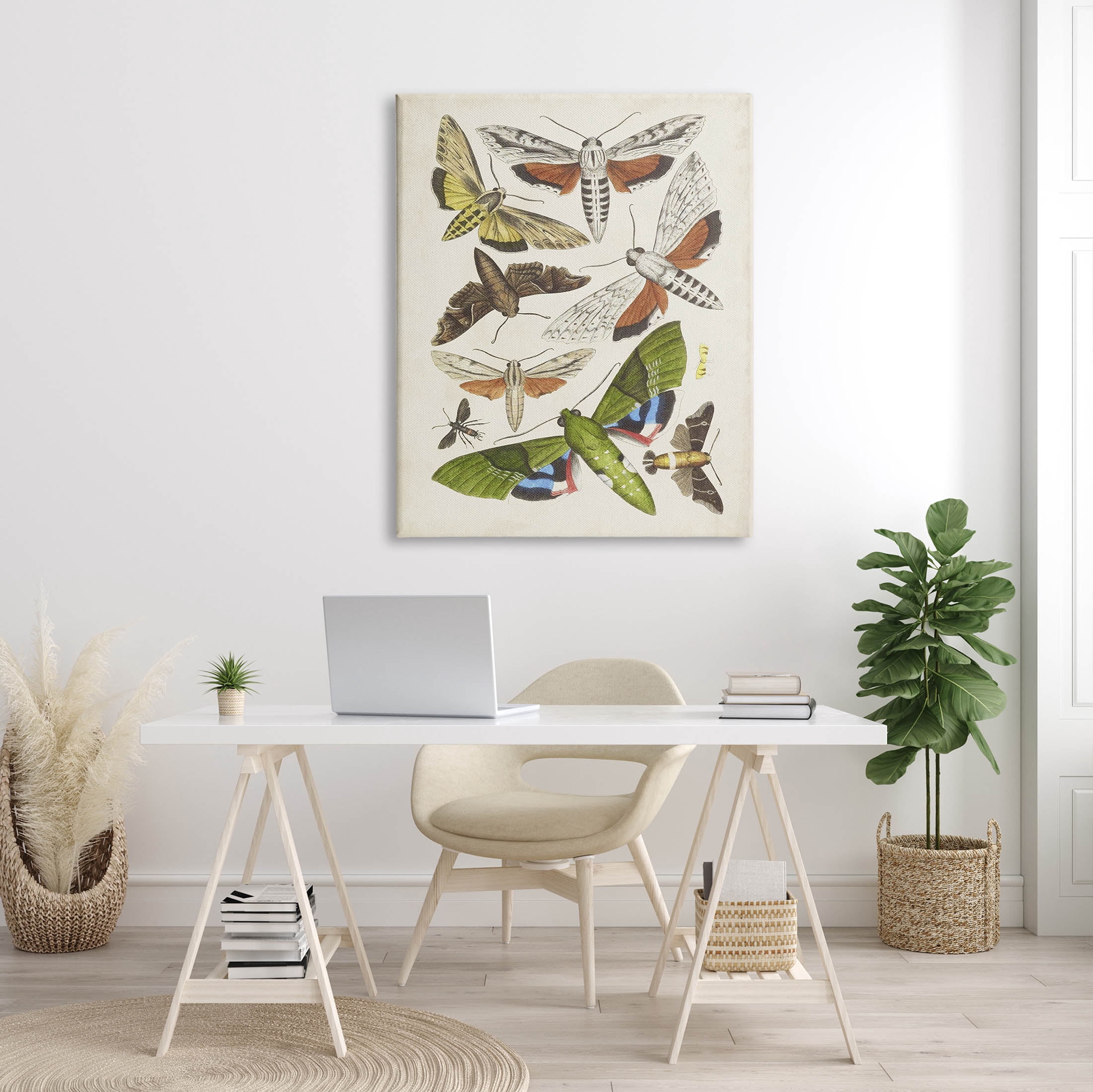 Stupell Industries Mixed Insects Moth Latin Studies Graphic Art Gallery Wrapped Canvas Print Wall Art, Design by World Art Group