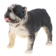 thumbnail image 4 of Juguete de Plástico en Miniatura para perros Baoblaze, 4 of 8