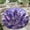 Amethyst, variant on Round Rug, Eagle2 Soft Washable Carpet, Non-Slip Floor Mat for Living Room Bedroom Home Decor 24 Inch