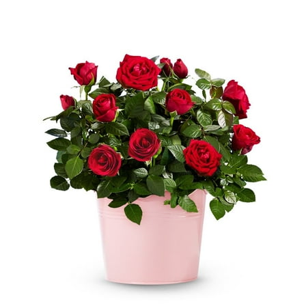 From You Flowers - Radiant Red Rose Plant for Birthday, Anniversary, Get Well, Congratulations, Thank You, All Occasions