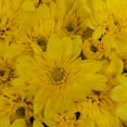 thumbnail image 4 of (3 pack) Expert Gardener Pint Yellow Garden Chrysanthemum Plant Sun, 4 of 10
