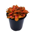 thumbnail image 5 of Red Fittonia Albivenis Nerve Plant, 4 inch, Silver Net Leaf, Mosaic Jewel Creeping Indoor Plant verschaffeltii, 5 of 7