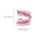thumbnail image 4 of EeaseMX 1 juego de material didáctico de odontología educativa para niños, modelo de dientes médicos, 4 of 7