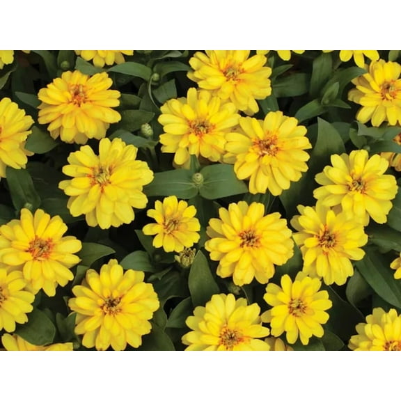 30 Seeds Profusion Double Yellow Zinnia - Open-Pollinated Flower Seeds for Planting