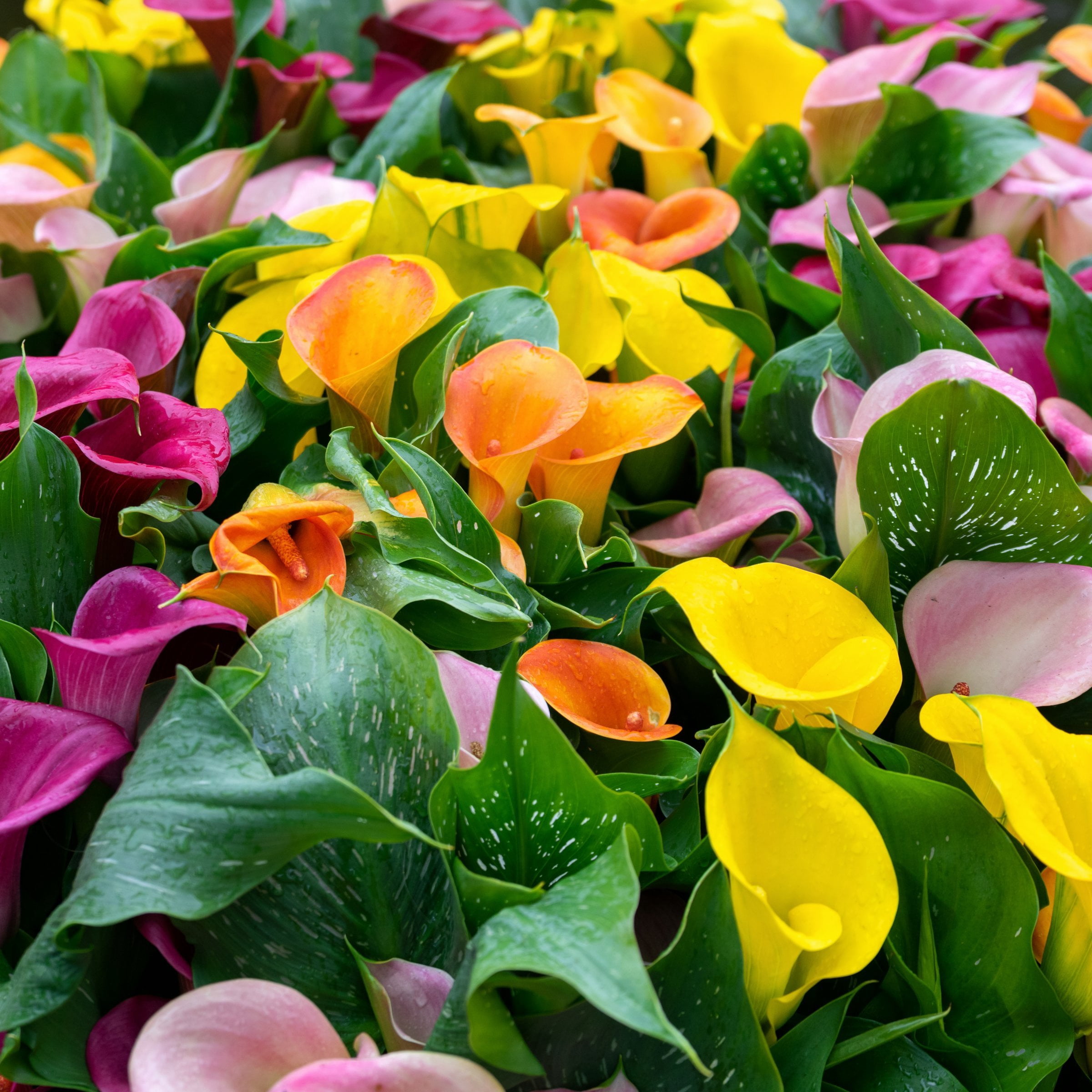 National Plant Network Calla Lily Mixed Bulbs (3-Pack)