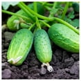 Everwilde Farms 100 Boston Pickling Cucumber Seeds Gold Vault Jumbo Bulk Seed Packet