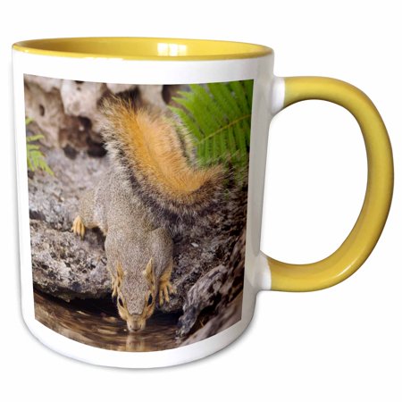 3drose, Eastern Fox Squirrel, Hill Country, Texas - Na02 Rnu0119 - Rolf Nussbaumer, 11oz Two-tone Yellow Mug
