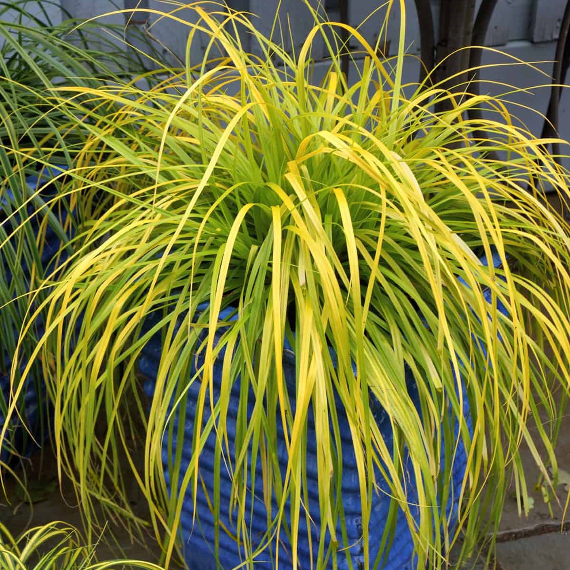Southern Living EverColor Everillo Carex 'Sedge' Live Shrub in 2.6-Quart Grower Pot