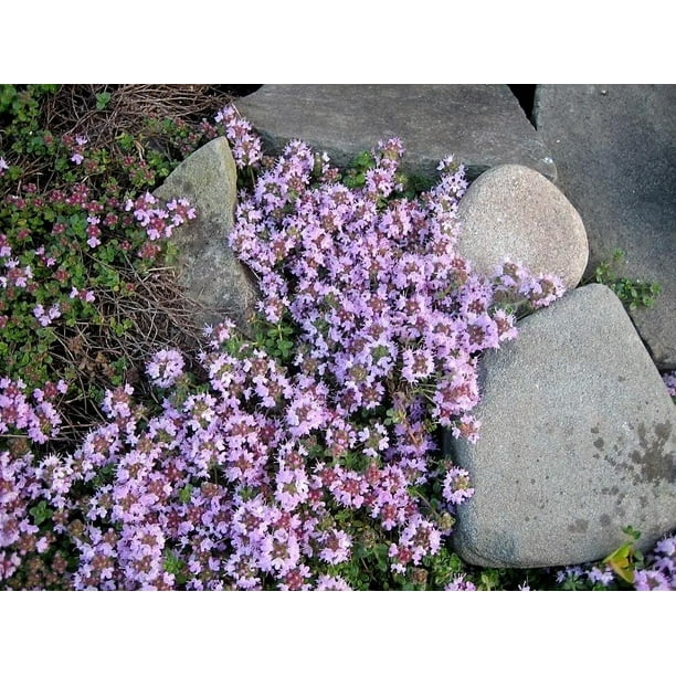 100 Walk On Me CREEPING THYME Thymus Serpyllum Herb Flower Seeds