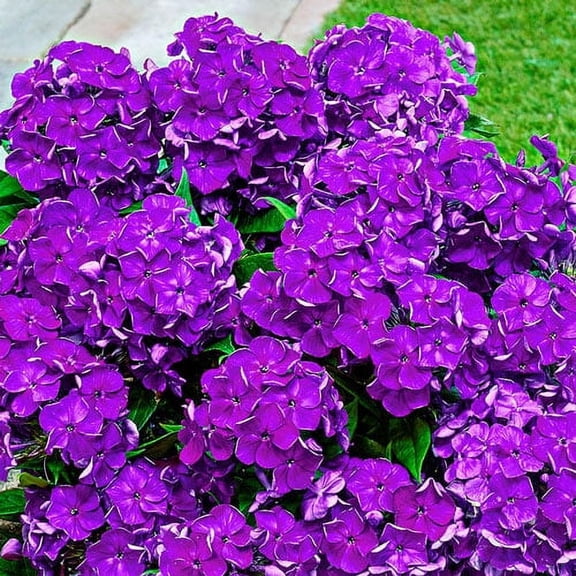 Desire Bambini Garden Phlox Dormant Bare Root Starter Perennial Plants (3-Pack)