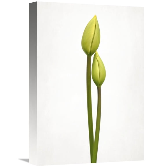 Global Gallery Lotte Gronkjaer,'Tulip Time' Stretched Canvas Artwork