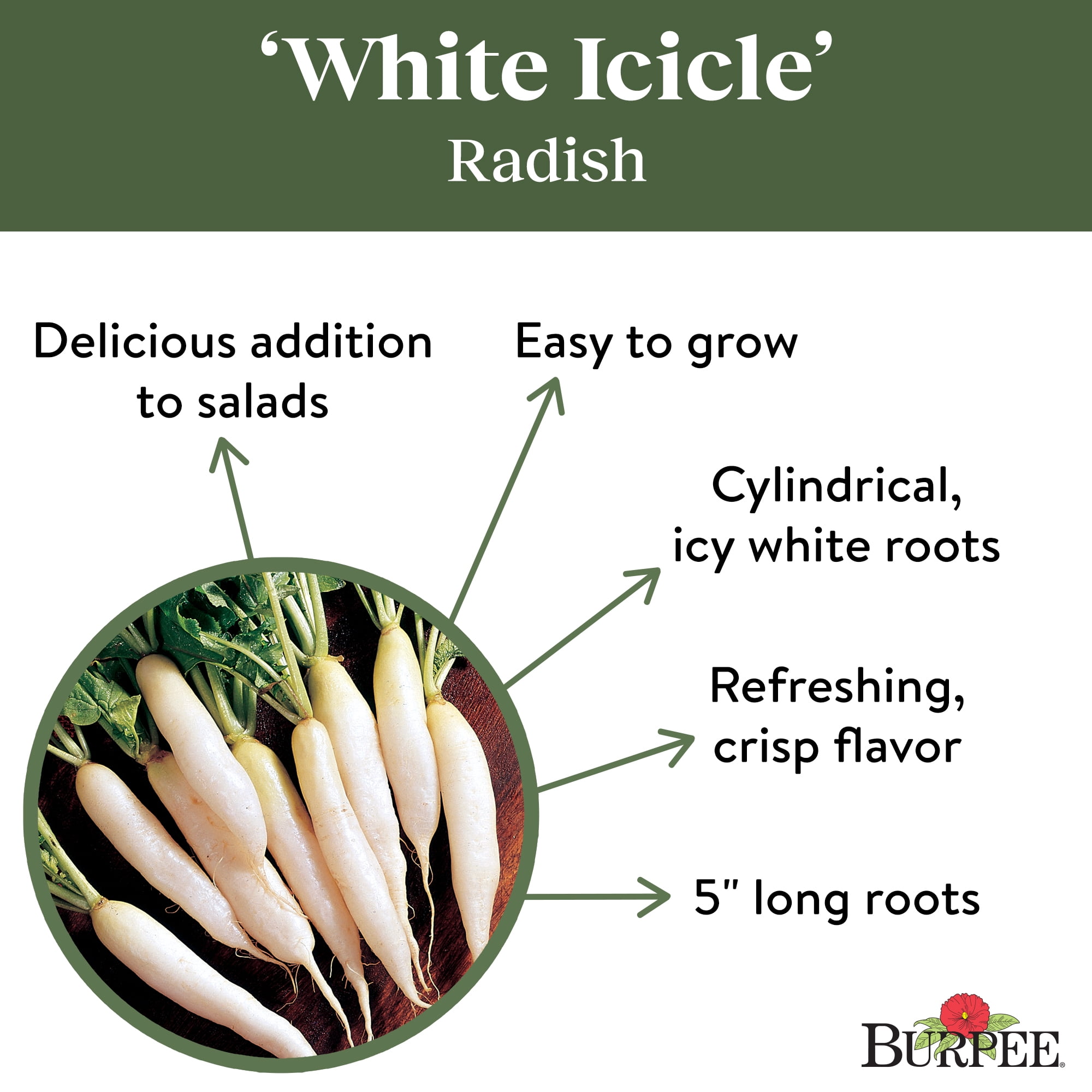 Get Crunchy with White Icicle Radish: A Delicious Addition to Your Salads