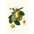 thumbnail image 2 of Giorgio Gallesio 13x18 Black Ornate Wood Framed Double Matted Museum Art Print Titled - Fico Gentile. (Ficus Carica Sativa; Common Fig) (1817-1839), 2 of 5
