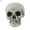 Style 1, variant on D-GROEE 2PCS Mini Plastic Skull Head Ornaments Halloween Party Decoration Pirate Cave Tomb Treasure Skull Figurine Decorative Statue