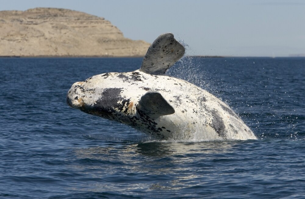 A southern right whale white calf breaching the waters off Argentina