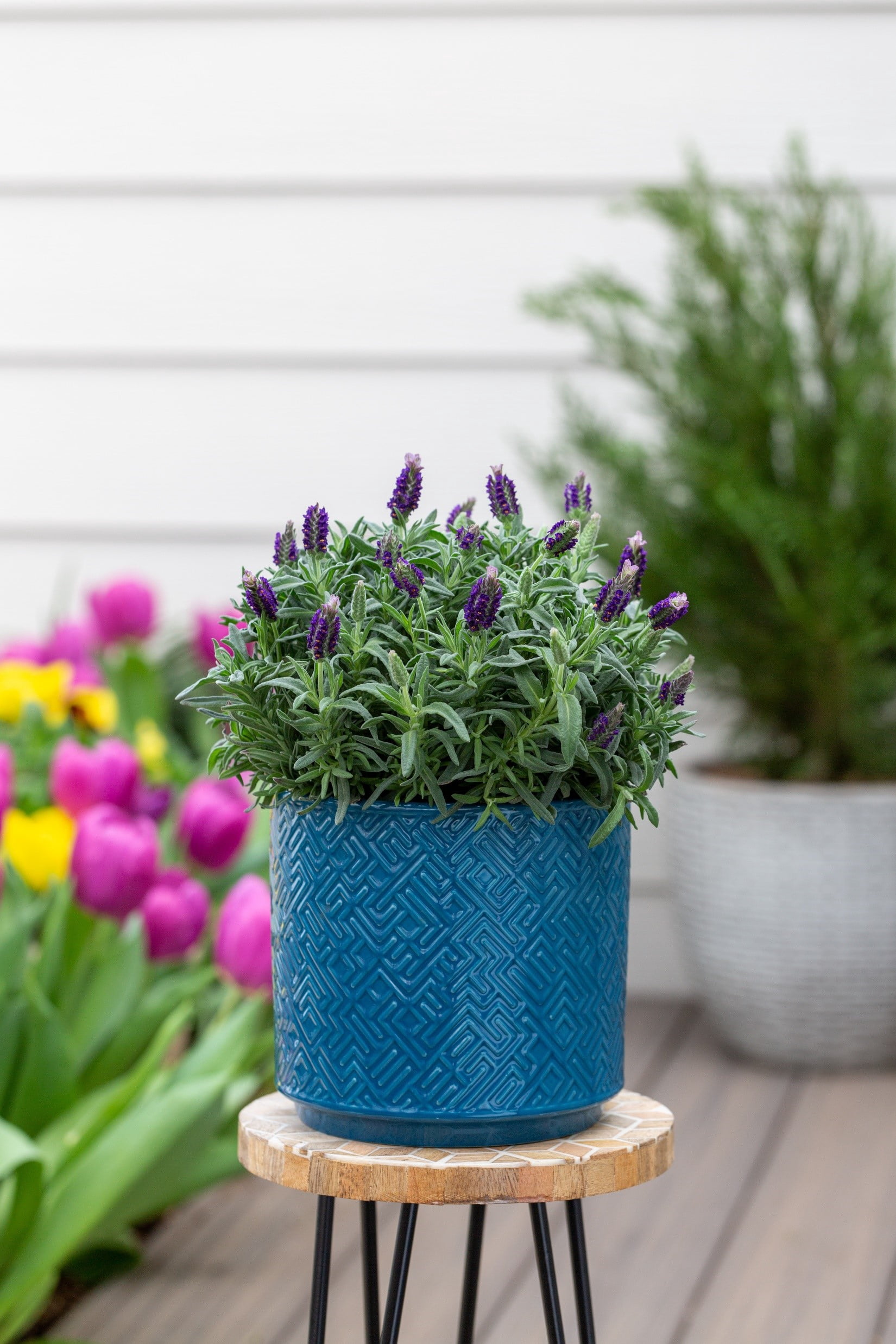 Expert Gardener 1PT Purple Lavender Live Perennial Plant Sun