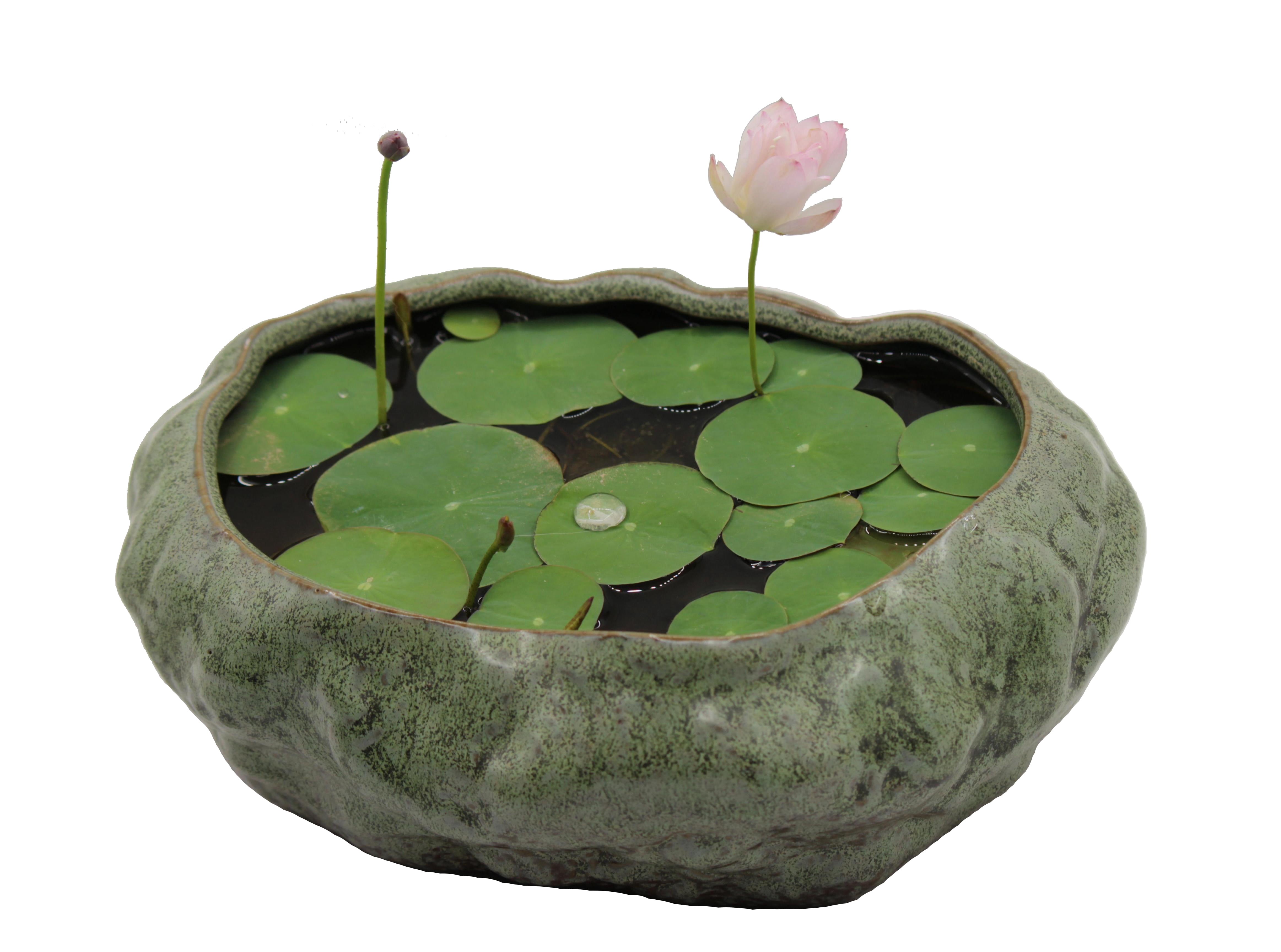 Cotta Planters Bonsai Lotus Pot, 10.25" Large Water Plant or Succulent Bowl, No Drainage Hole, Premium Ceramic with Copper Patina Glaze