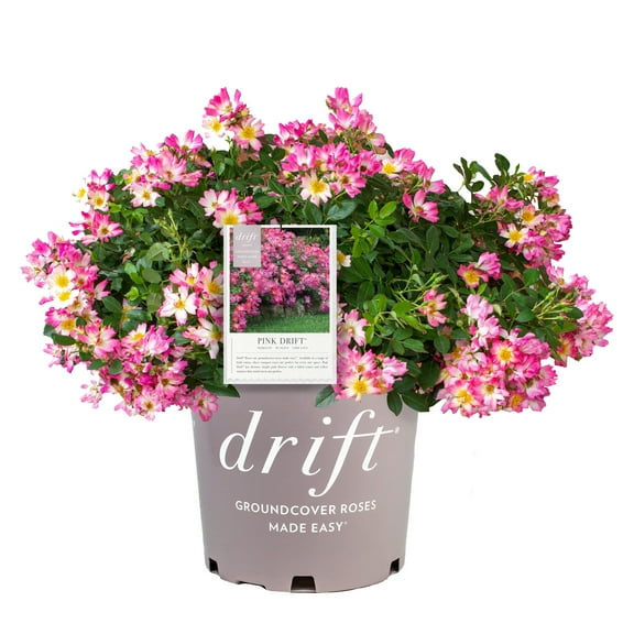 Drift Pink Rose Live Shrub (2 Gallon)