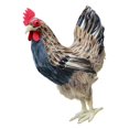 thumbnail image 1 of Dalazy Modèle de Poule Réaliste Sculpture Animale Figurine Marron m 1Set, 1 of 6