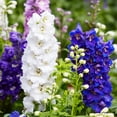 thumbnail image 2 of American Seed Delphinium Pacific Giants Mixed Colors Perennial Flower Seeds Partial Shade, 2 of 7