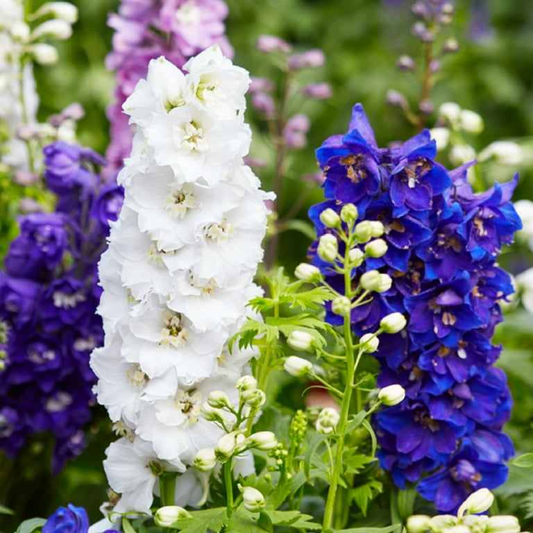 American Seed Delphinium Pacific Giants Mixed Colors Perennial