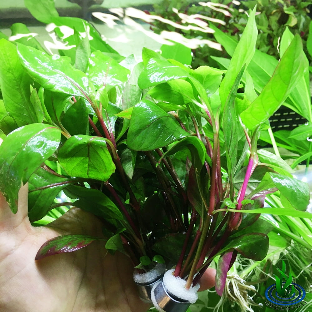 Greenpro Alternanthera Reineckii Red Broad 3 Bundles Freshwater Live